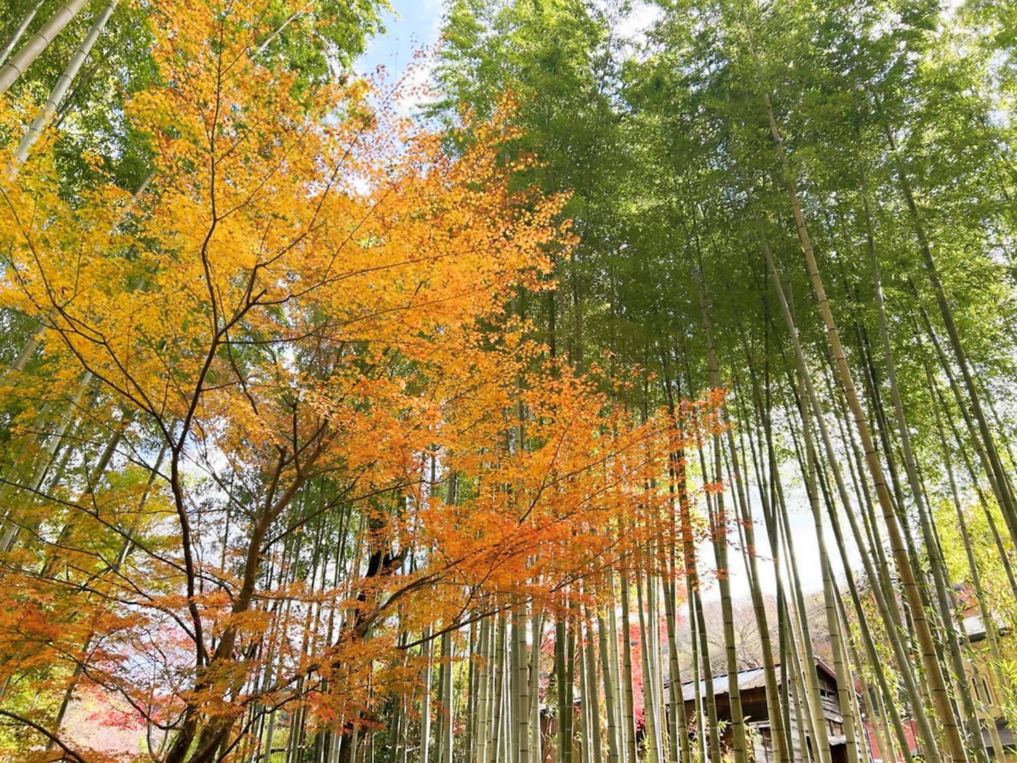 Shuzenji Onsen Hotel Takitei Izu  Buitenkant foto